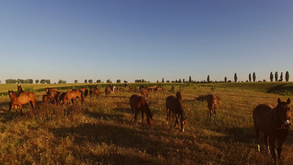 Horses run on meadow. Horse herd near green field. Chase the horizon. Animals on vastness of nature.
