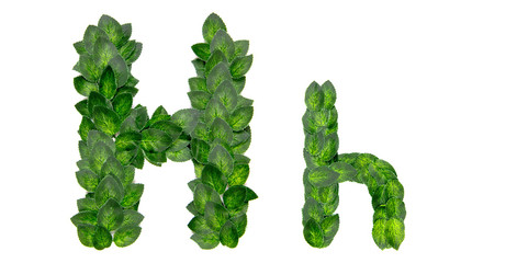 Letter H, English alphabet, made of green spring leaves. Isolated on white background. Concept: design, logo, word, text, title