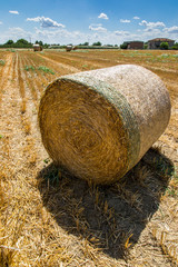 Balla di fieno dopo la raccolta nella campagna emiliana campagna