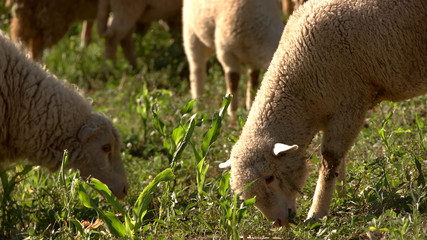 Naklejka premium Lamb eating grass. Sheep on a meadow. Healthy nutrition for livestock. Animals with valuable wool.
