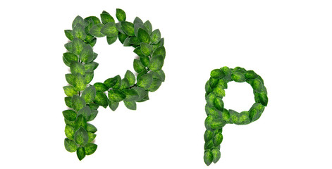 Letter P, English alphabet, made of green spring leaves. Isolated on white background