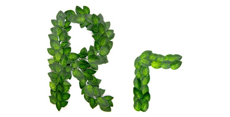 Letter R, English alphabet, made of green spring leaves. Isolated on white background. Concept: design, logo, word, text, title