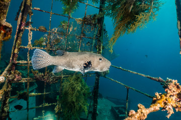 Arothron fish in the Red Sea, Eilat Israel