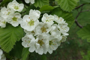Corymb of white flowers of northern downy hawthorn