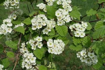 White flowers of northern downy hawthorn with honey bees