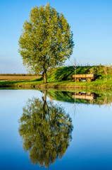 Albero riflesso in un macero rurale in Emilia