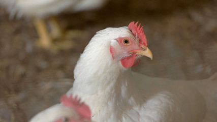 White hen close-up. Poultry farm.