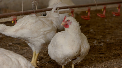 Hen and rooster. Poultry is walking on straw. Birds grown at poultry farm.