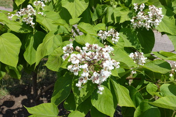 Buds and white flowers of catalpa in June