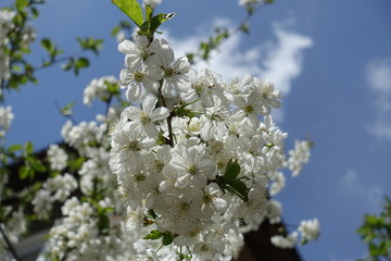 Beautiful white cherry blossom against blue sky