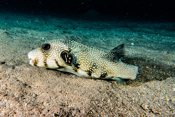 Arothron fish in the Red Sea, Eilat Israel