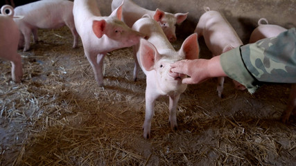Hand touches hog's nose. Group of white piggies. Owner of pig farm. Hello, little fella.