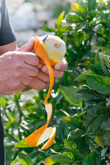 Close-up hands of person peeling with knife a fresh juicy fruit from orange tree in garden. The concept of healthy eating organic fruits and raw food