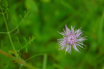flower on background of green grass
