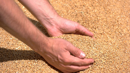 Man's hand takes grains. Grain of yellow color. Wheat fields give rich crop. Cereals have grown in price.