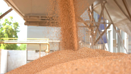 Grains fall from a container. Pile of yellow grain. Buy cereals at low price. Stocks of agricultural company.