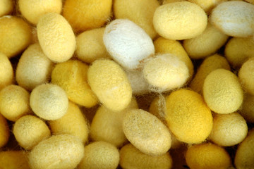 Cocoons of silkworms.