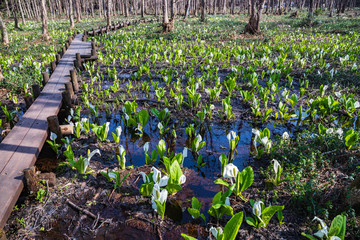  Skunk Cabbage of Akita Prefecture