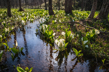  Skunk Cabbage of Akita Prefecture