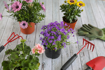 Spring flowers to be planted