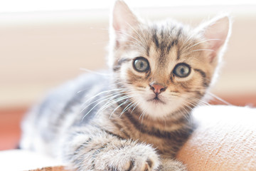 Portrait of adorable kitten with lovely eyes which is lying down and looks into camera.  Baby cat.