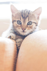 Portrait of sweet little cat lying down on sofa and looking curious into camera. Baby animal.