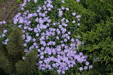 Obraz premium Conifers and flowering Phlox subulata in the rock garden in spring