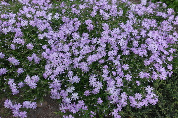 Lots of violet flowers of Phlox subulata in spring