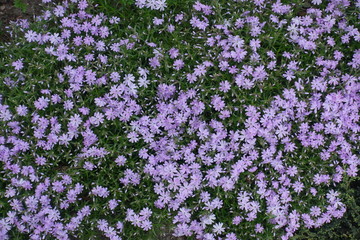 View of tender violet flowers of Phlox subulata from above