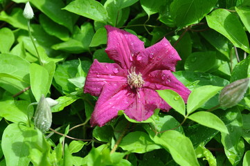 Clematis vines with drops of water