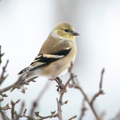 sparrow on branch