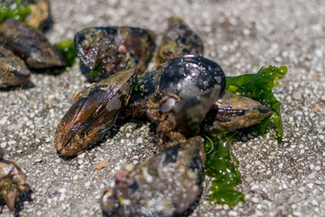 Mussels, sea shells stand on а rock near the blue sea.