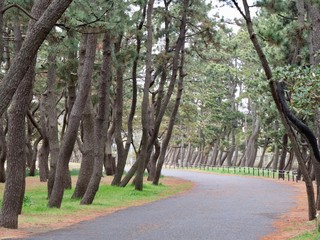 Fototapeta na wymiar 道　road 木　the trees