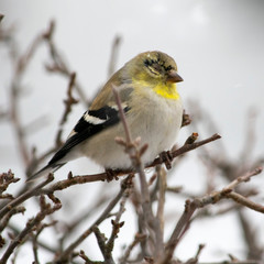 sparrow on a branch