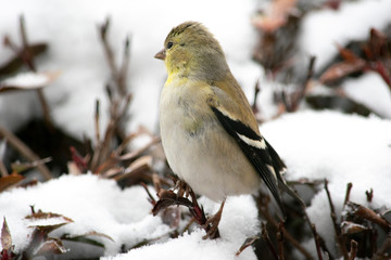 sparrow in the snow