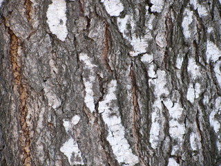 bark of a tree