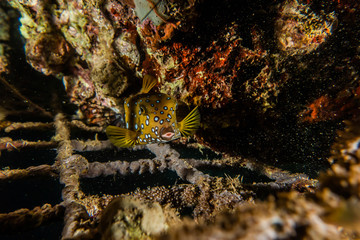 Lion fish in the Red Sea colorful fish, Eilat Israel