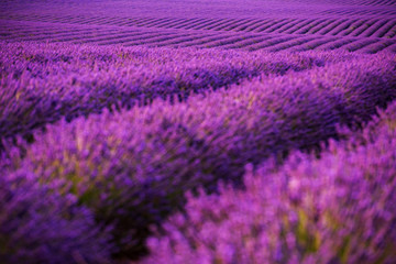 Naklejka na ściany i meble lavender field france