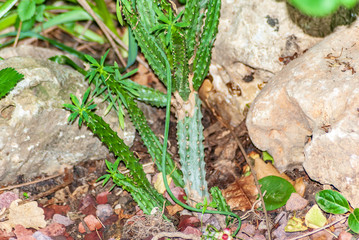 Piantegrasse tra le rocce