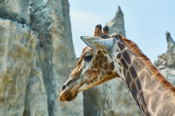 Beautiful spotted giraffe with long neck in zoo against backdrop of decorative rocks.