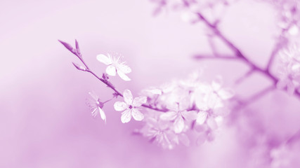 flowering cherry fruit plant. natural background. tinted