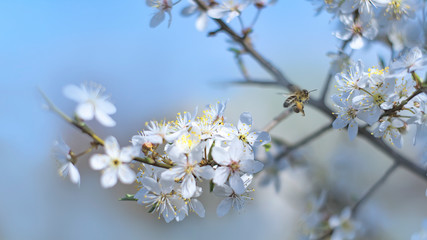 flowering cherry fruit plant. natural background. tinted
