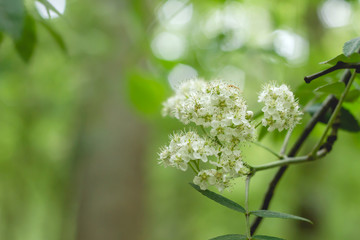 Sambucus white flowers detail