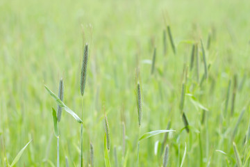 Detail of green grasses in springtime