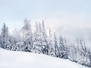 Winter mountain landscape and spruce covered with snow on mountain peaks. Slovakia.