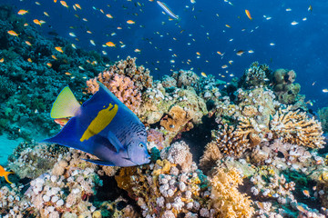 Lion fish in the Red Sea colorful fish, Eilat Israel