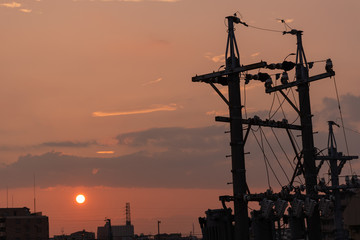 Silhouette of cranes at sunset. Aichi, Japan