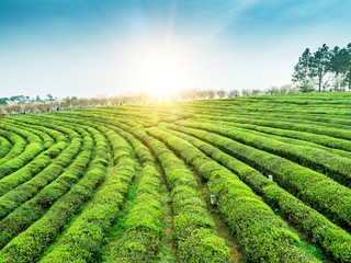 Tea Garden Overlooking Fenghuanggou Scenic Area in Nanchang County ，Chinese tea garden  