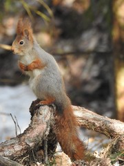 squirrel on a tree root