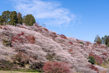 Cherry blossom in winter with autumn leaves. Aichi, Japan 
